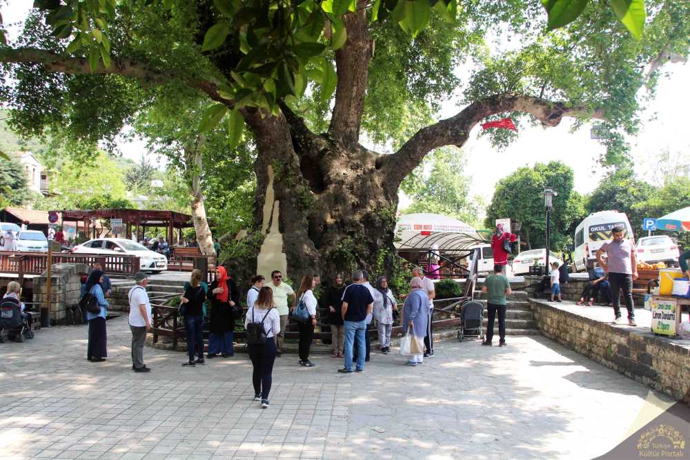 Hıdırbey Musa Ağacı - Hatay